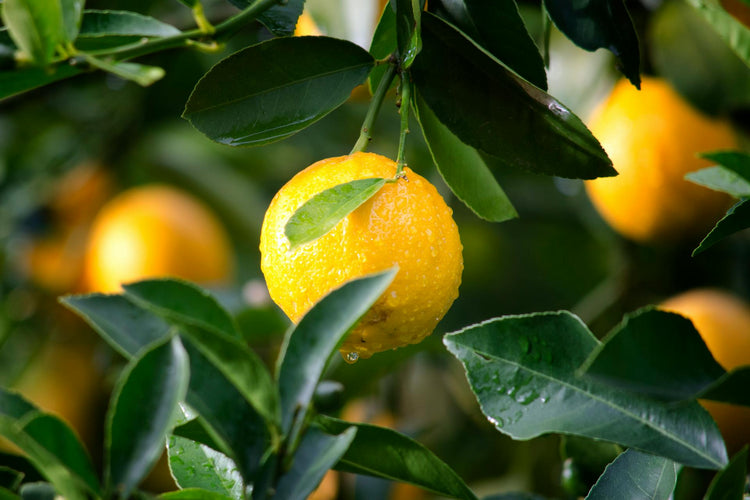 A ripe lemon hanging from a tree, symbolizing its rich Vitamin C content and skincare benefits.